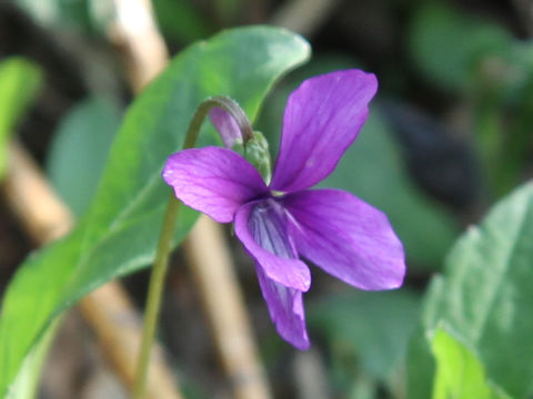 Viola mandshurica