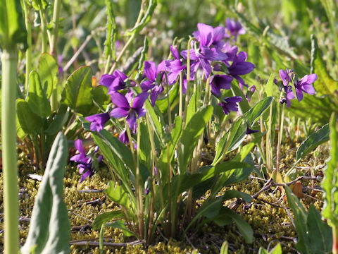 Viola mandshurica