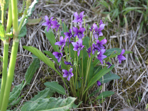 Viola mandshurica