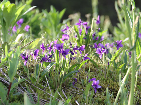 Viola mandshurica