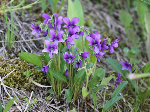 Viola mandshurica