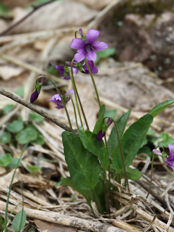 Viola mandshurica