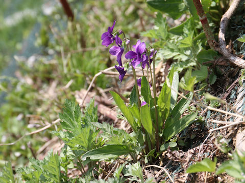 Viola mandshurica