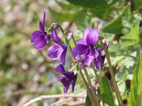 Viola mandshurica