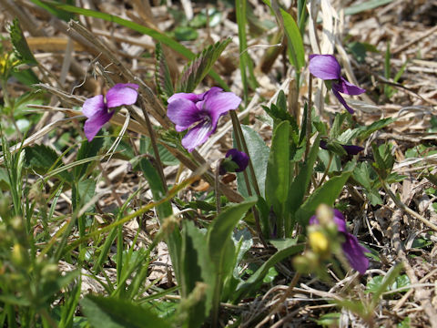 Viola mandshurica