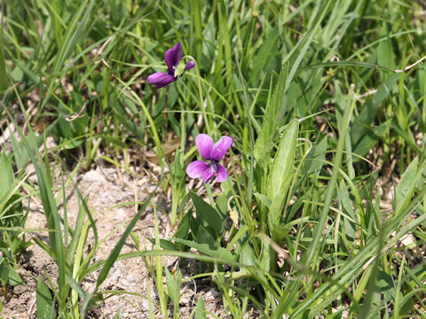 Viola mandshurica