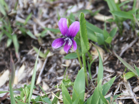 Viola mandshurica