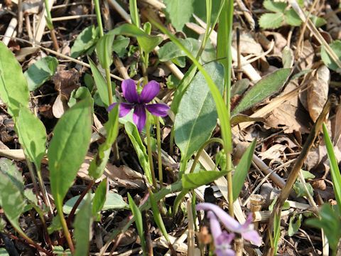 Viola mandshurica