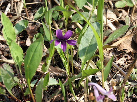 Viola mandshurica