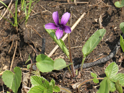 Viola mandshurica