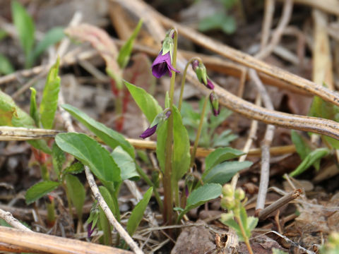 Viola mandshurica