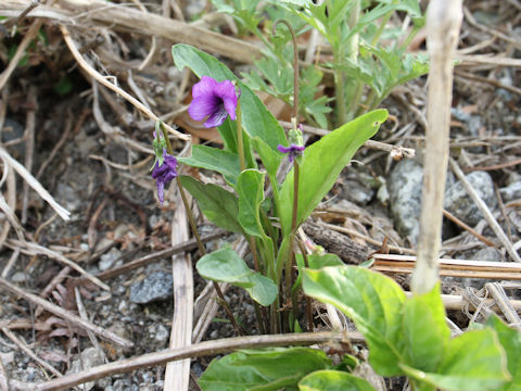 Viola mandshurica