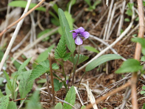 Viola mandshurica