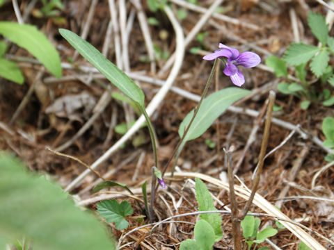 Viola mandshurica