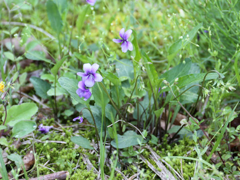 Viola mandshurica