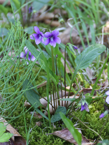 Viola mandshurica