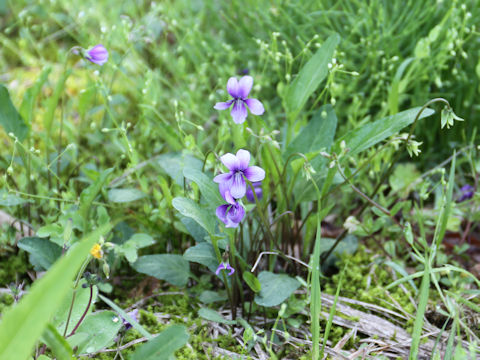 Viola mandshurica