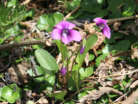 Viola mandshurica