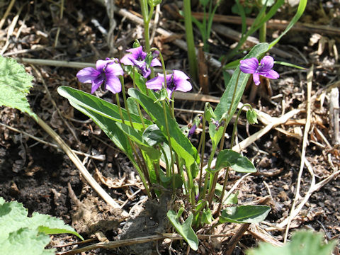 Viola mandshurica