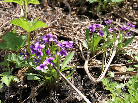 Viola mandshurica