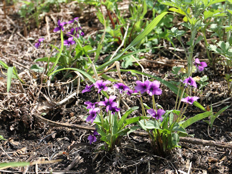 Viola mandshurica