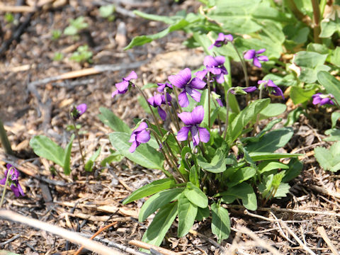 Viola mandshurica