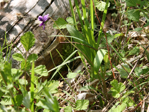 Viola mandshurica