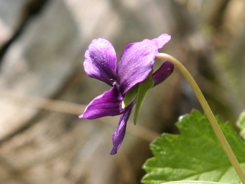 Viola mandshurica