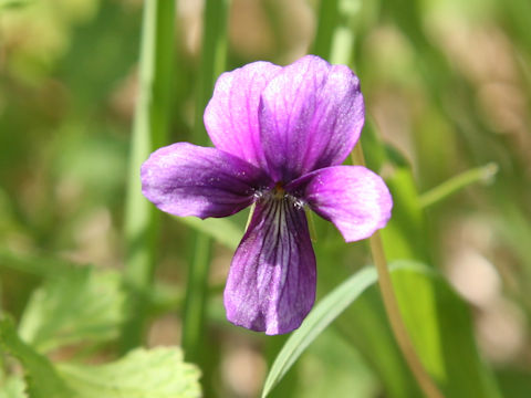 Viola mandshurica