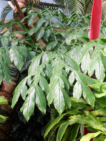 Amorphophallus titanum