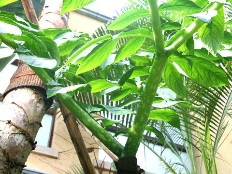 Amorphophallus titanum