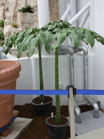 Amorphophallus titanum