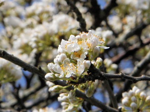 Prunus salicina