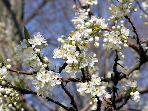 Prunus salicina cv. Karari
