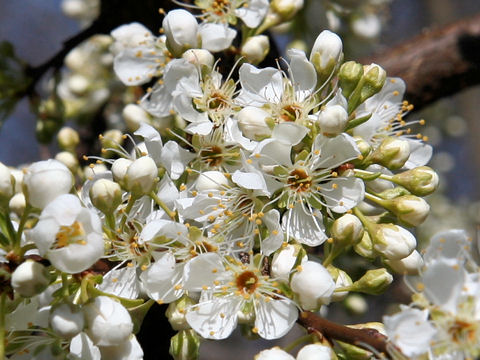 Prunus salicina cv. Karari