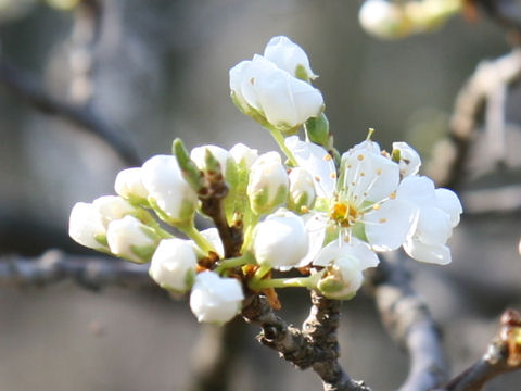 Prunus salicina