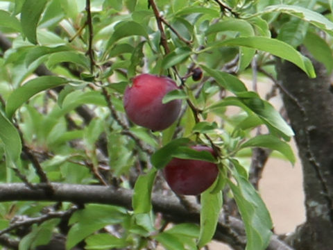 Prunus salicina
