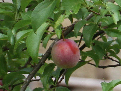 Prunus salicina