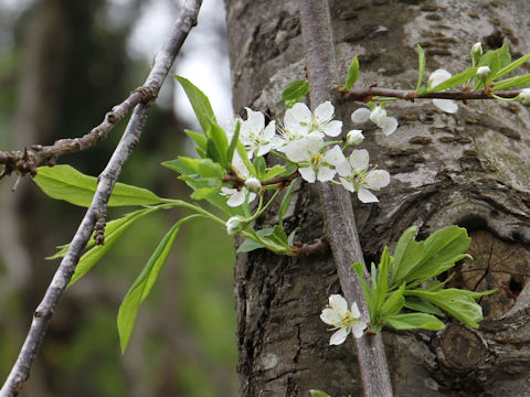 Prunus salicina