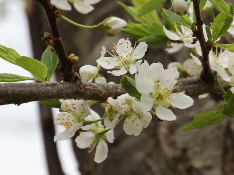 Prunus salicina