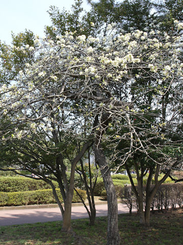 Prunus salicina