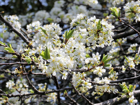 Prunus salicina