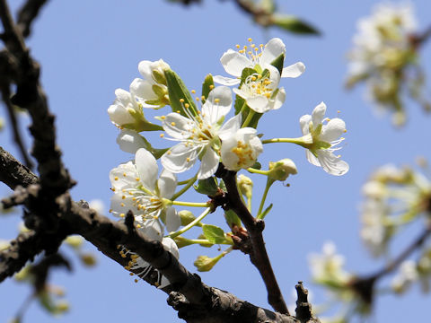 Prunus salicina