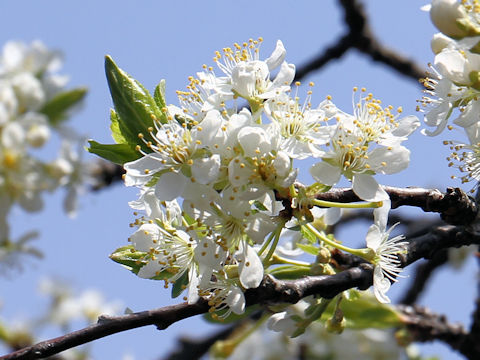 Prunus salicina