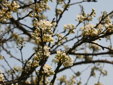 Prunus salicina