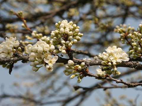 Prunus salicina