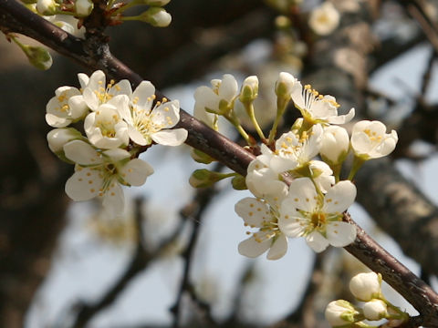 Prunus salicina