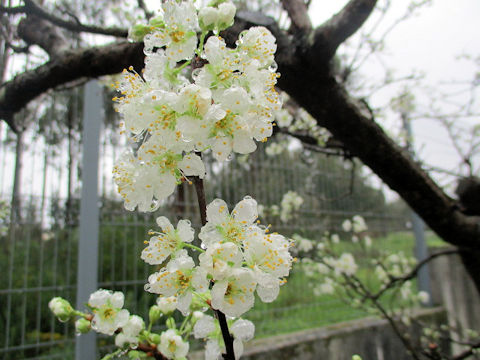 Prunus salicina