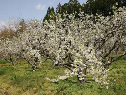 Prunus salicina