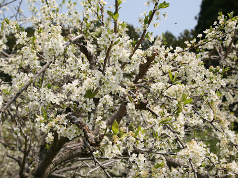 Prunus salicina